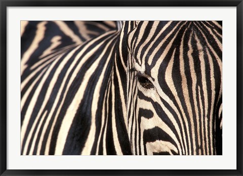 Framed Tight Portrait of Plains Zebra, Khwai River, Moremi Game Reserve, Botswana Print