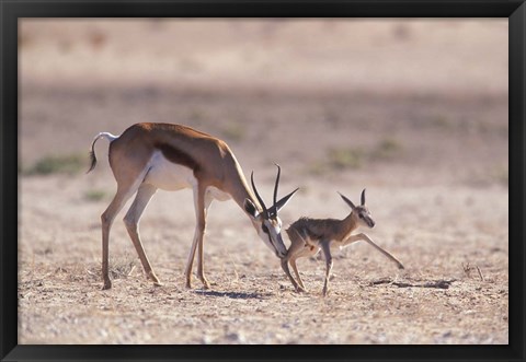 Framed Springbok Mother Helps Newborn, Kalahari Gemsbok National Park, South Africa Print