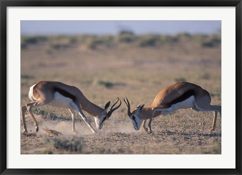 Framed Springbok Sparring, Etosha National Park, Namibia Print