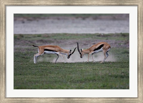 Framed Thomson&#39;s Gazelles Fighting, Tanzania Print