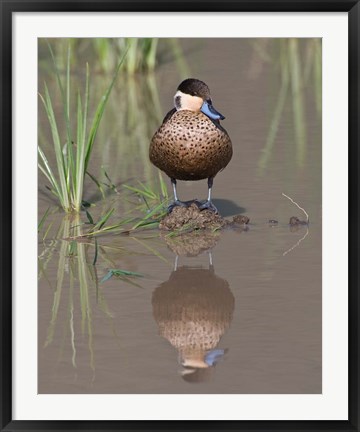 Framed Hottentot Teal duck wading, Tanzania Print