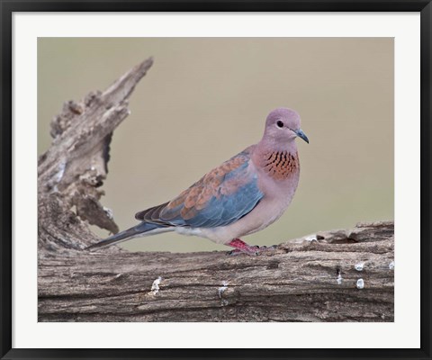 Framed Tanzania, Laughing Dove bird, Ngorongoro Print