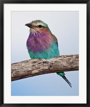 Framed Tanzania, Lilac-Breasted Roller bird, Ndutu Print