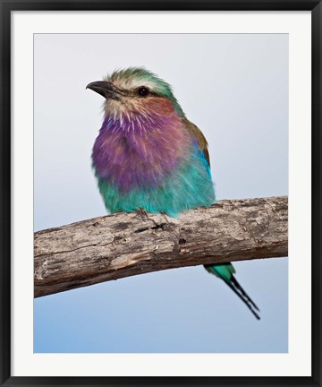 Framed Tanzania, Lilac-Breasted Roller bird, Ndutu Print