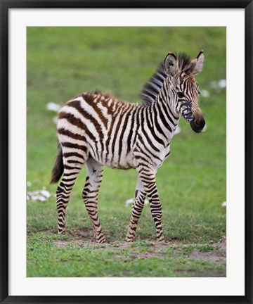 Framed Tanzania, Zebra, Ngorongoro Crater, Conservation Print