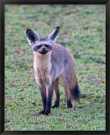 Framed Tanzania. Bat-Eared Fox, Ngorongoro Conservation Print