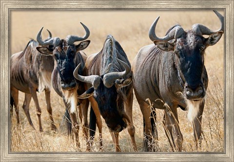 Framed Tanzania, Ngorongoro Crater, Wildebeest wildlife Print