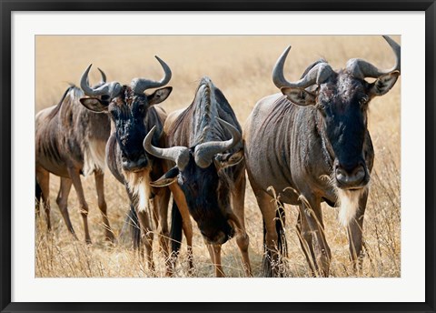 Framed Tanzania, Ngorongoro Crater, Wildebeest wildlife Print