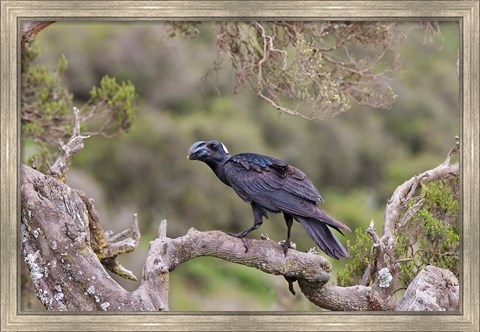 Framed Thick-billed raven bird in the highlands of Ethiopia Print