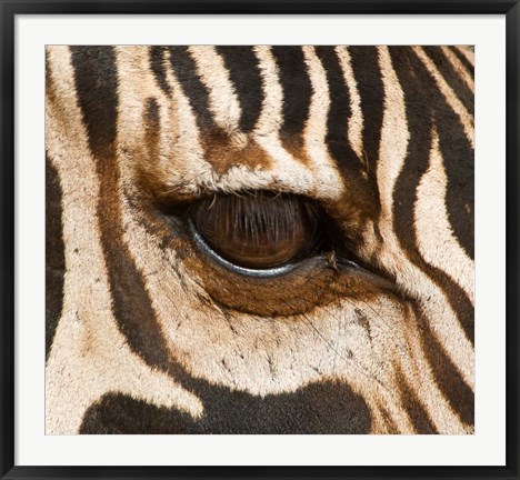 Framed Tanzania, Tarangire National Park, Common zebra eye Print