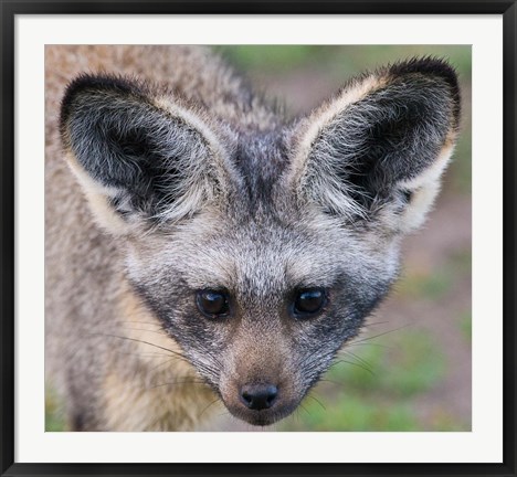 Framed Head of Bat-Eared Fox, Ngorongoro Conservation Print