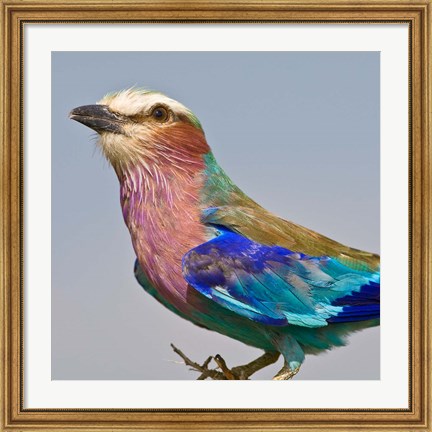 Framed Lilac-breasted Roller Bird Print