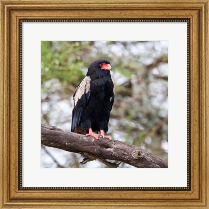 Framed Tanzania. Male Bateleur Eagle at Tarangire NP. Print