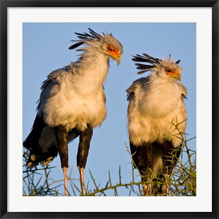 Framed Tanzania. Secretary Birds, Ndutu, Ngorongoro Print