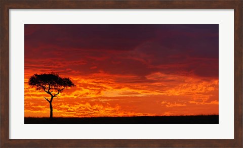 Framed Umbrella Thorn Acacia against a Red Sky, Kenya Print