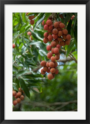 Framed Tropical Litchi Fruit On Tree, Reunion Island, French Overseas Territory Print