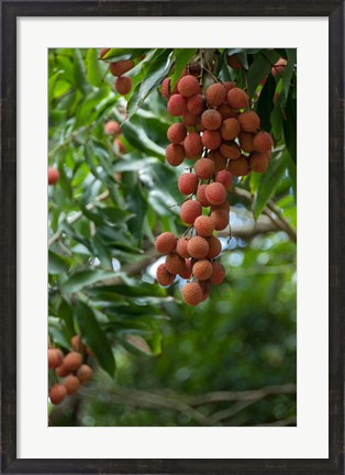 Framed Tropical Litchi Fruit On Tree, Reunion Island, French Overseas Territory Print