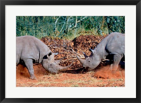 Framed White Rhino, Square Lipped Rhino, Kruger, South Africa Print