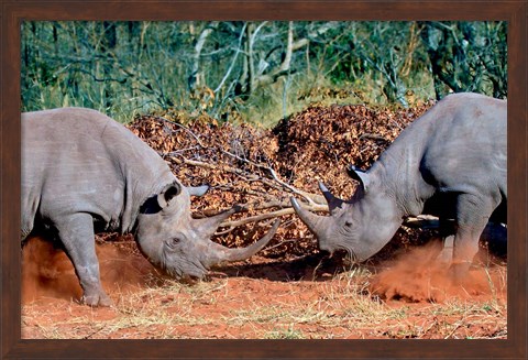 Framed White Rhino, Square Lipped Rhino, Kruger, South Africa Print