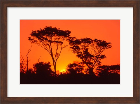 Framed Trees Silhouetted by Dramatic Sunset, South Africa Print