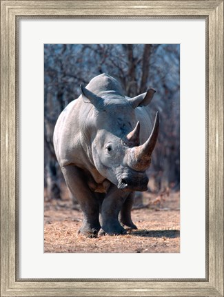 Framed White Square-Lipped Rhino, Namibia Print