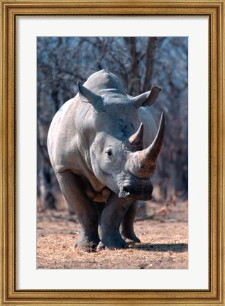 Framed White Square-Lipped Rhino, Namibia Print