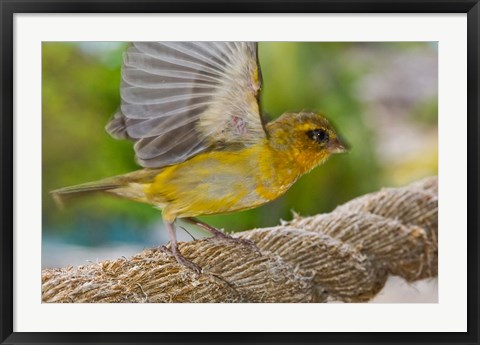 Framed Wild Bird on Fregate Island, Seychelles, Africa Print