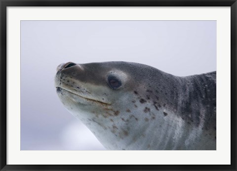 Framed Visitors Get Close-up View of Leopard Seal on Iceberg in Cierva Cove, Antarctic Peninsula Print