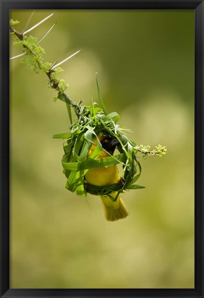 Framed Vitelline Masked Weaver, Samburu NP, Kenya Print