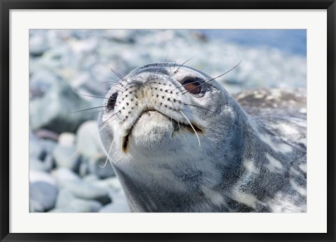 Framed Weddell Seal Resting, Western Antarctic Peninsula, Antarctica Print