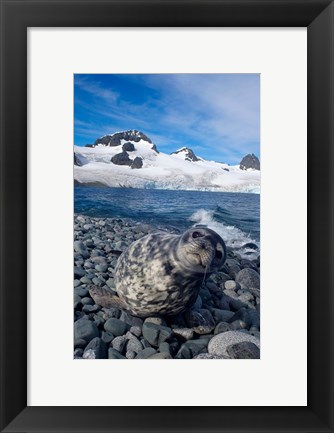 Framed Weddell seal, beach, Western Antarctic Peninsula Print