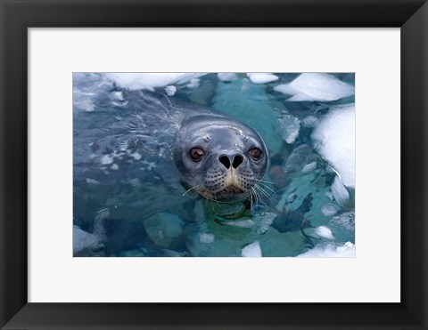 Framed Weddell seal in the water, Western Antarctic Peninsula Print