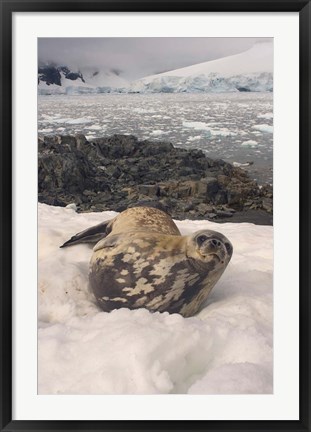 Framed Weddell seal resting, western Antarctic Peninsula Print