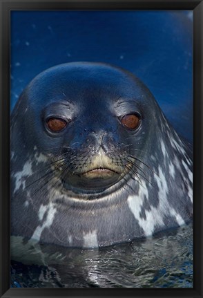 Framed Close up of Weddell seal, Western Antarctic Peninsula Print