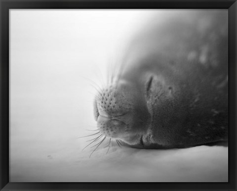 Framed Weddell Seal resting in snow on Deception Island, Antarctica Print