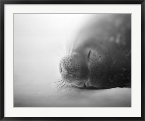 Framed Weddell Seal resting in snow on Deception Island, Antarctica Print