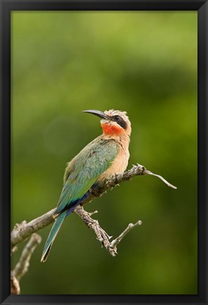 Framed Whitefronted Bee-eater tropical bird, South Africa Print