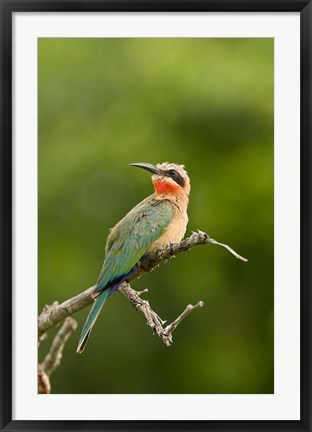 Framed Whitefronted Bee-eater tropical bird, South Africa Print