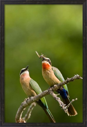 Framed Pair of Whitefronted Bee-eater tropical birds, South Africa Print