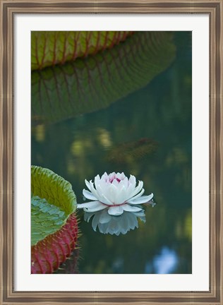 Framed Water lily flowers, Mauritius Print