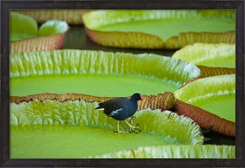 Framed Bird on a water lily leaf, Mauritius Print