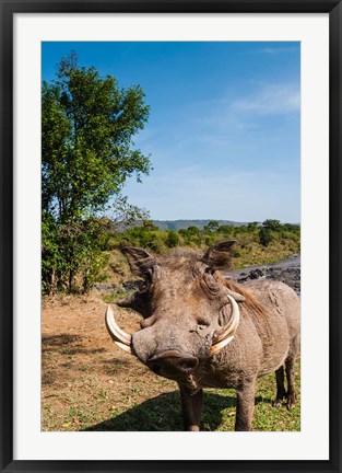 Framed Warthog, Maasai Mara National Reserve, Kenya Print