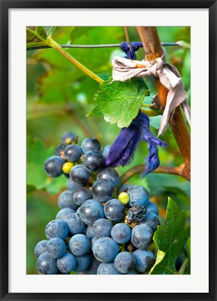 Framed Vineyard operated by Dynasty winery near Jixian, Tianjin province, China Print