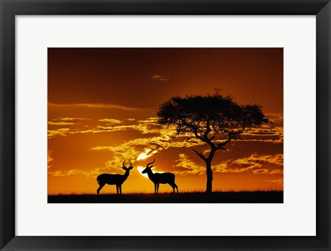 Framed Umbrella Thorn Acacia and Impala, Masai Mara Game Reserve, Kenya Print