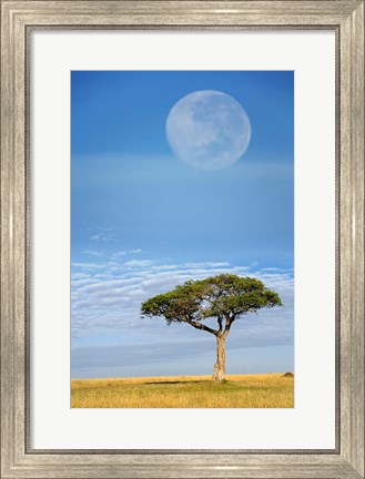 Framed Umbrella Thorn Acacia, Kenya Print