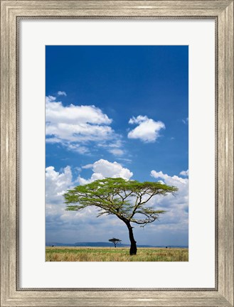 Framed Umbrella Thorn Acacia, Serengeti National Park, Tanzania Print