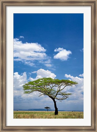 Framed Umbrella Thorn Acacia, Serengeti National Park, Tanzania Print