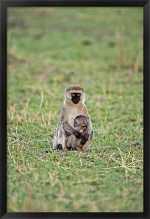 Framed Vervet monkey, Serengeti National Park, Tanzania Print