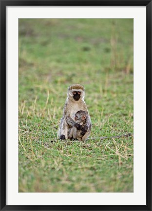 Framed Vervet monkey, Serengeti National Park, Tanzania Print