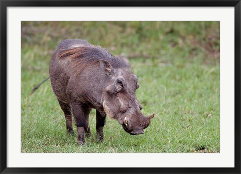 Framed Warthog wildlife, Maasai Mara, Kenya Print